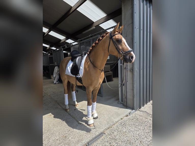 Belgian Riding Pony Gelding 7 years 14.2 hh Chestnut-Red in Poperinge