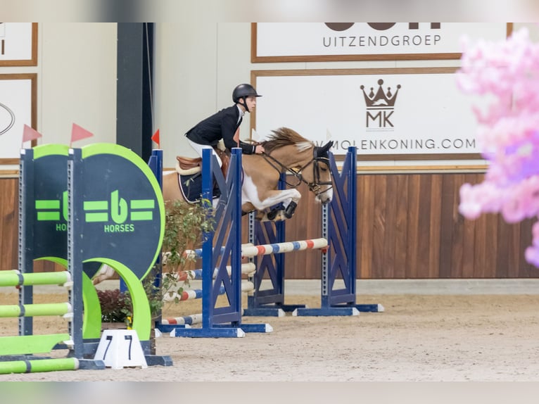 Belgian Riding Pony Gelding 8 years 13,2 hh Pinto in Ravels