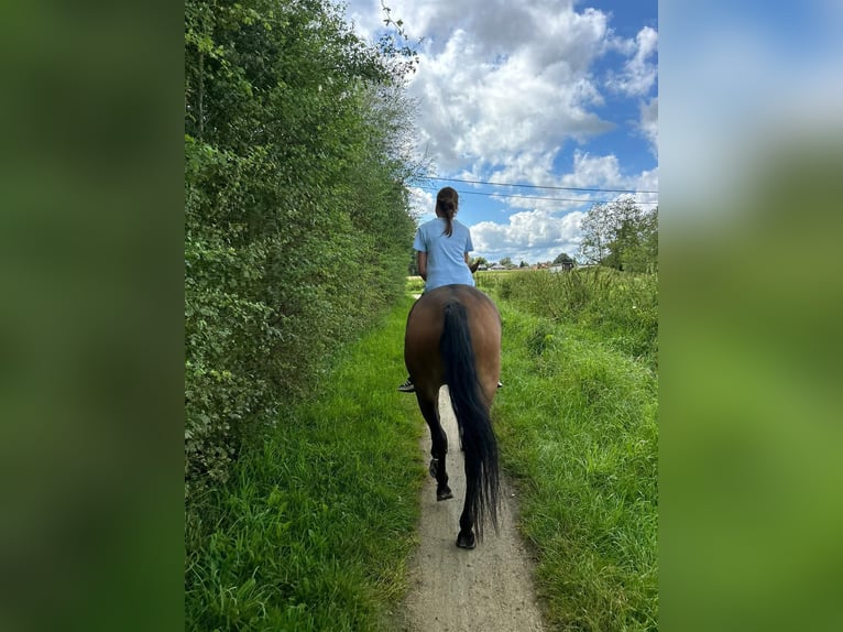 Belgian Riding Pony Mare 10 years 14.1 hh Brown in Berlaar