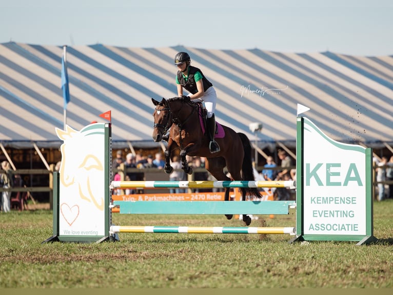 Belgian Riding Pony Mare 10 years 14,1 hh Brown in Turnhout