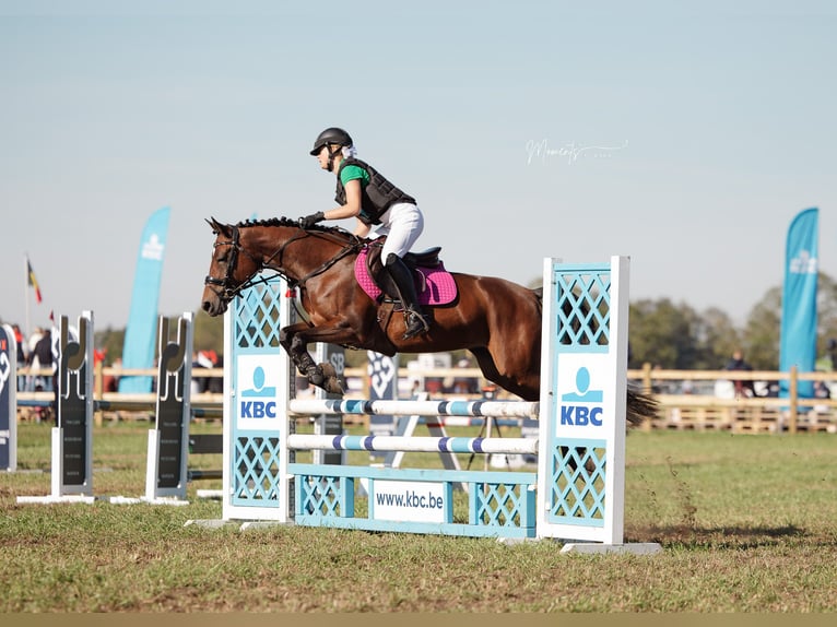 Belgian Riding Pony Mare 10 years 14,1 hh Brown in Turnhout