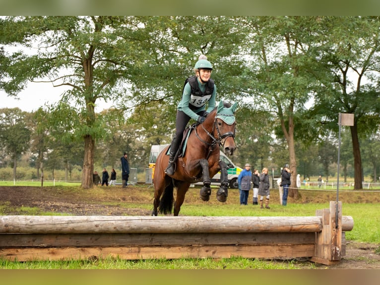 Belgian Riding Pony Mare 10 years 14,1 hh Brown in Turnhout