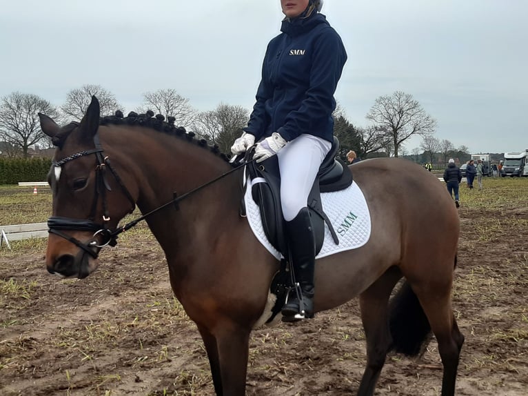 Belgian Riding Pony Mare 10 years 14,1 hh Brown in Turnhout