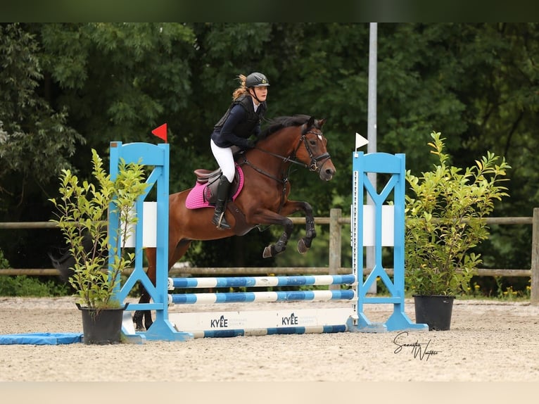 Belgian Riding Pony Mare 10 years 14,1 hh Brown in Turnhout