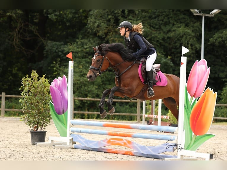Belgian Riding Pony Mare 10 years 14,1 hh Brown in Turnhout