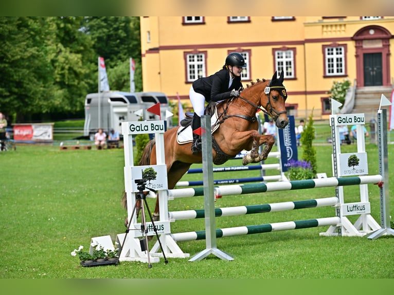 Belgian Riding Pony Mare 10 years 14,1 hh Chestnut-Red in Ilsfeld