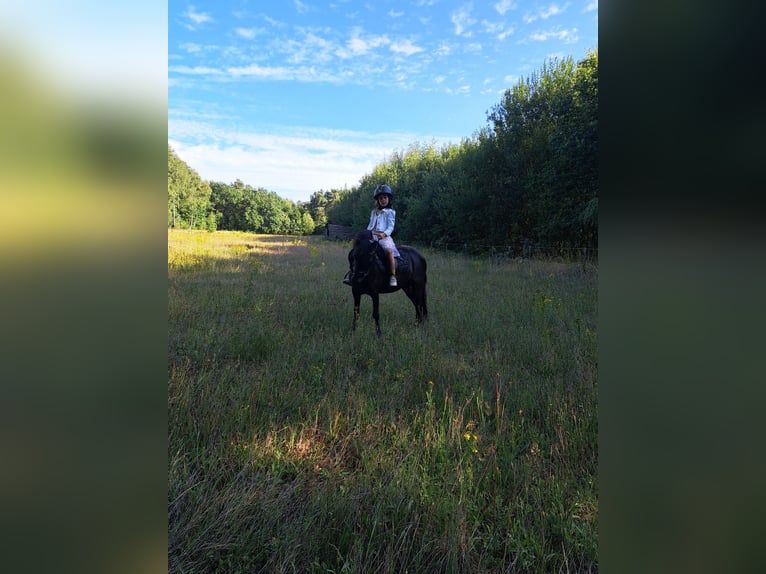 Belgian Riding Pony Mix Mare 11 years 11,2 hh Black in Dessel