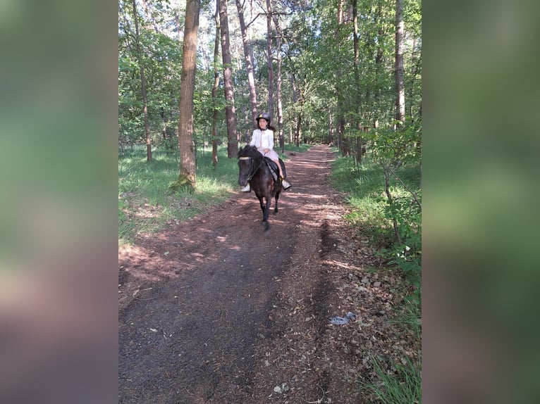 Belgian Riding Pony Mix Mare 11 years 11,2 hh Black in Dessel