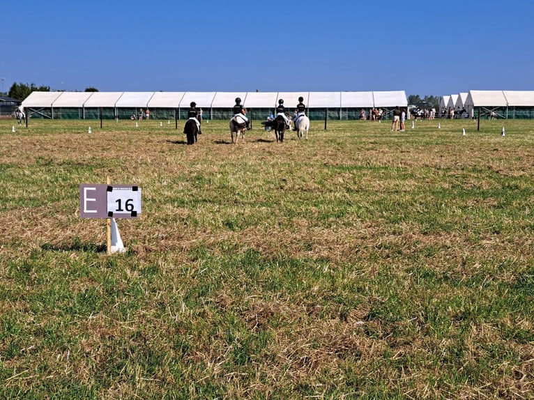 Belgian Riding Pony Mix Mare 11 years 11,2 hh Black in Dessel