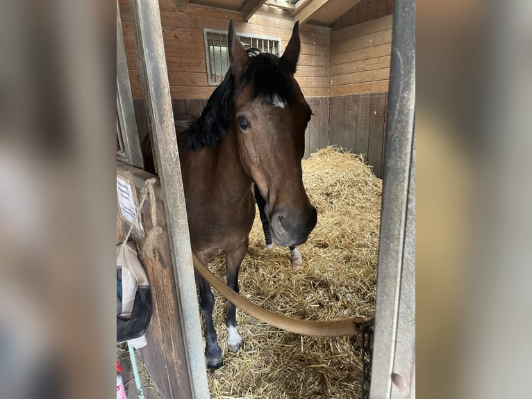 Belgian Riding Pony Mare 11 years 13 hh Brown in WallisellenWallisellen