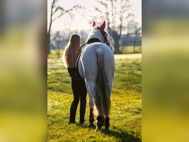 Belgian Riding Pony Mare 11 years 14,2 hh Gray in Lovendegem