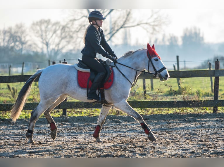 Belgian Riding Pony Mare 11 years 14,2 hh Gray in Lovendegem