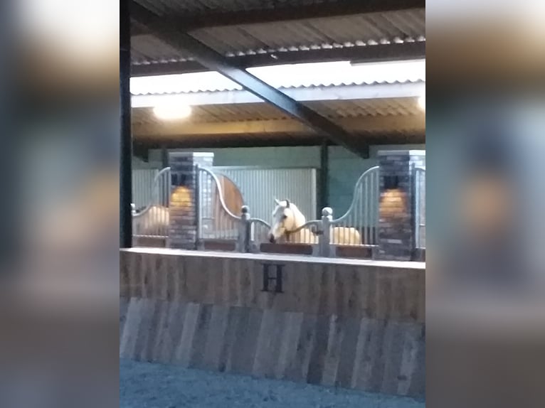 Belgian Riding Pony Mare 11 years 14 hh Palomino in Annen