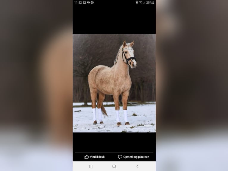 Belgian Riding Pony Mare 11 years 14 hh Palomino in Annen