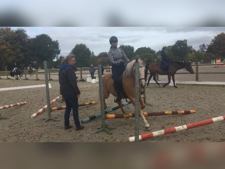 Belgian Riding Pony Mare 11 years 14 hh Palomino in Annen