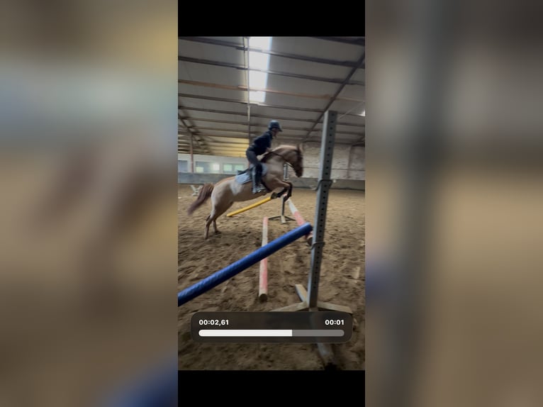 Belgian Riding Pony Mix Mare 11 years 14 hh Sorrel in Mettmann