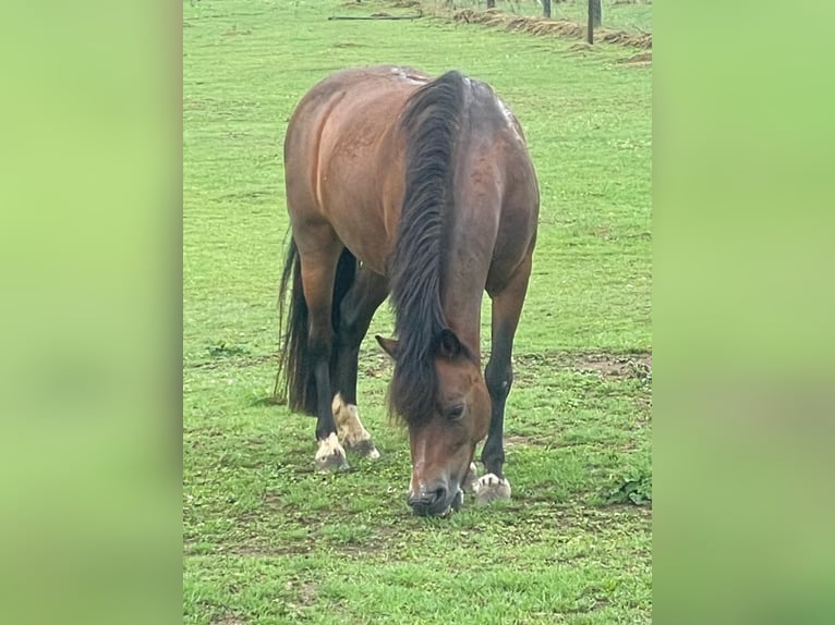 Belgian Riding Pony Mare 12 years 11,1 hh  in GROTE-BROGEL