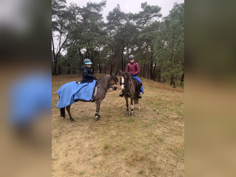 Belgian Riding Pony Mare 12 years 12,1 hh Chestnut in Sint-Niklaas
