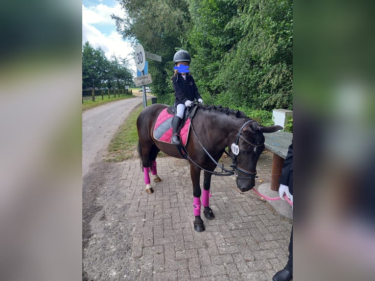 Belgian Riding Pony Mare 12 years 13,1 hh Black in Ochtrup