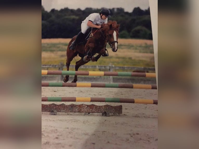 Belgian Riding Pony Mare 13 years 14,2 hh Chestnut-Red in chemin sauterre