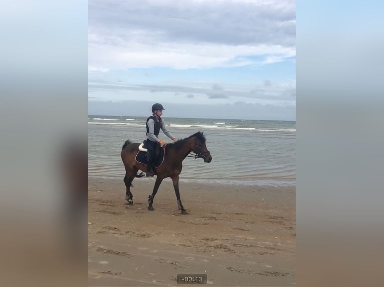 Belgian Riding Pony Mare 14 years 13,3 hh Bay-Dark in Hooglede