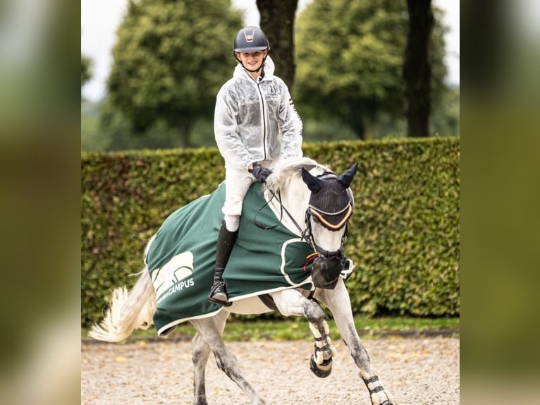 Belgian Riding Pony Mare 14 years 14,1 hh Gray in Schwerte