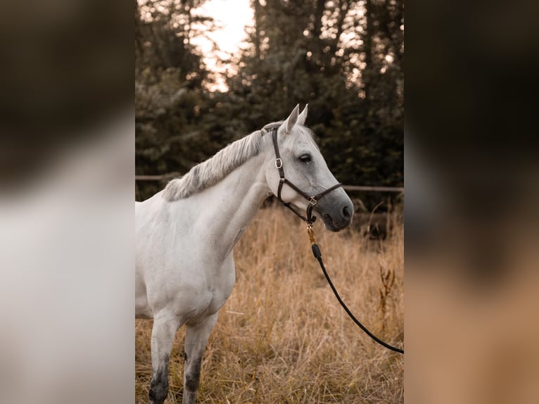 Belgian Riding Pony Mare 14 years 14,1 hh Gray in Schwerte