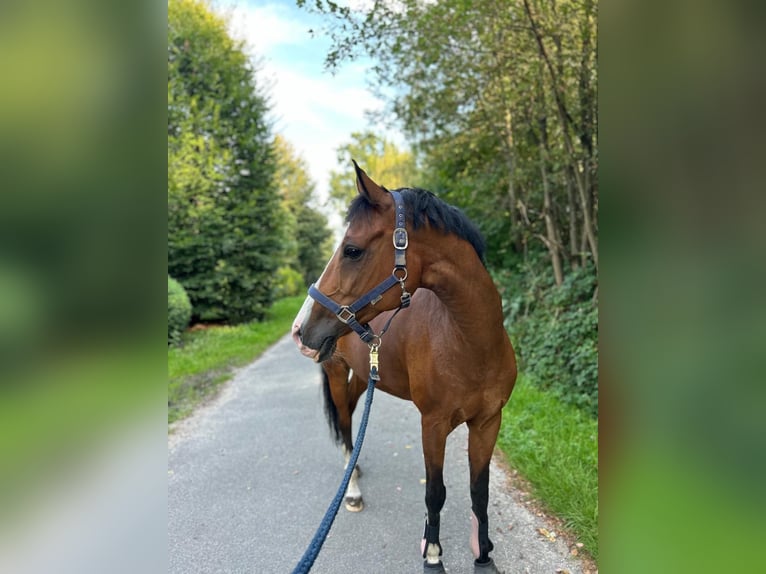 Belgian Riding Pony Mare 15 years 14,1 hh Brown in Paderborn