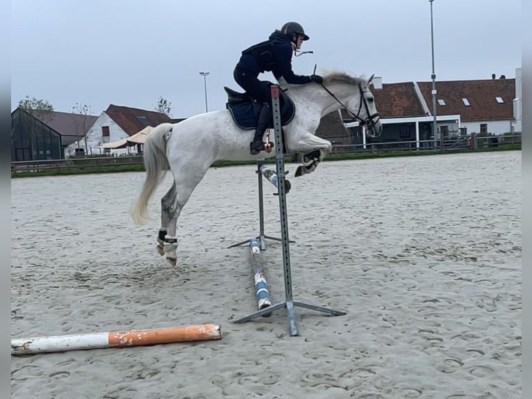 Belgian Riding Pony Mare 16 years 14,1 hh Gray in Sijsele