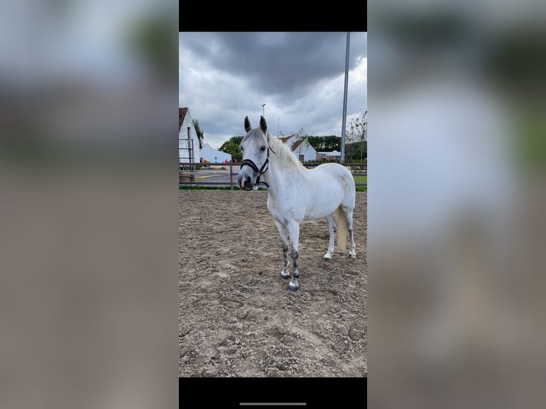 Belgian Riding Pony Mare 16 years 14,1 hh Gray in Sijsele