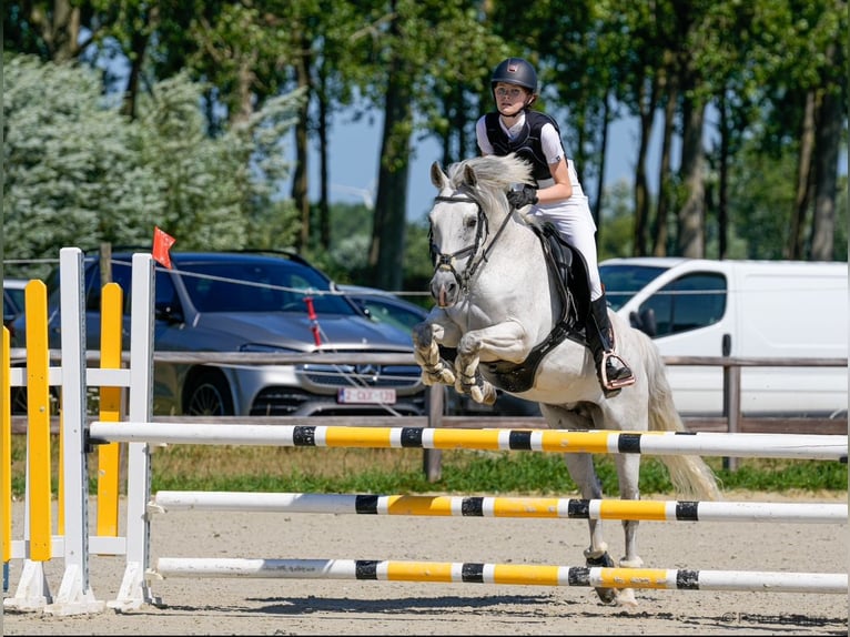 Belgian Riding Pony Mare 16 years 14,1 hh Gray in Sijsele