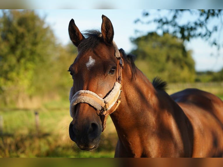 Belgian Riding Pony Mix Mare 16 years 14,3 hh Chestnut-Red in Hamminkeln