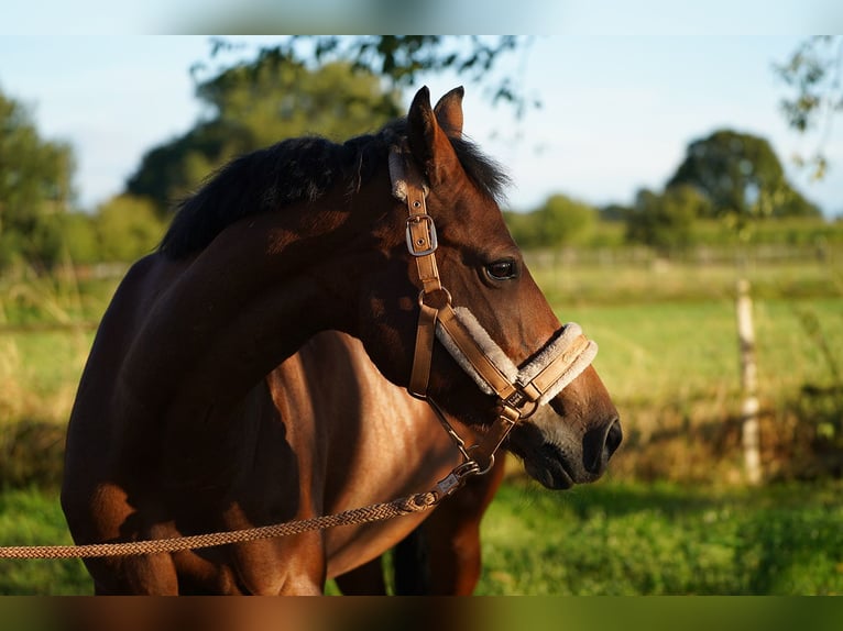 Belgian Riding Pony Mix Mare 16 years 14,3 hh Chestnut-Red in Hamminkeln