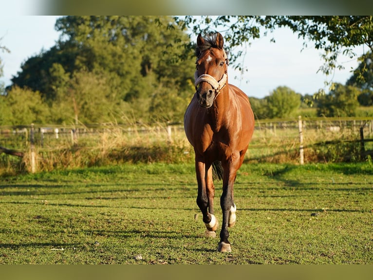 Belgian Riding Pony Mix Mare 16 years 14,3 hh Chestnut-Red in Hamminkeln