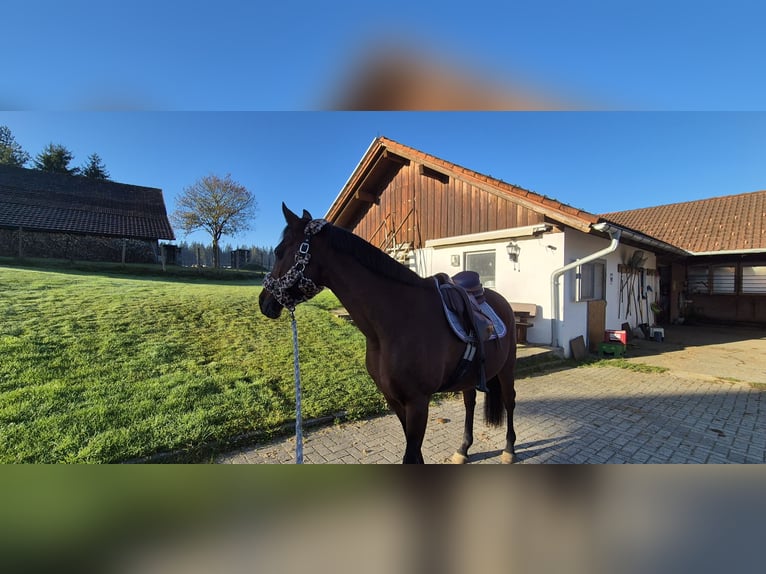 Belgian Riding Pony Mare 17 years 14,1 hh Brown in Isny im Allgäu