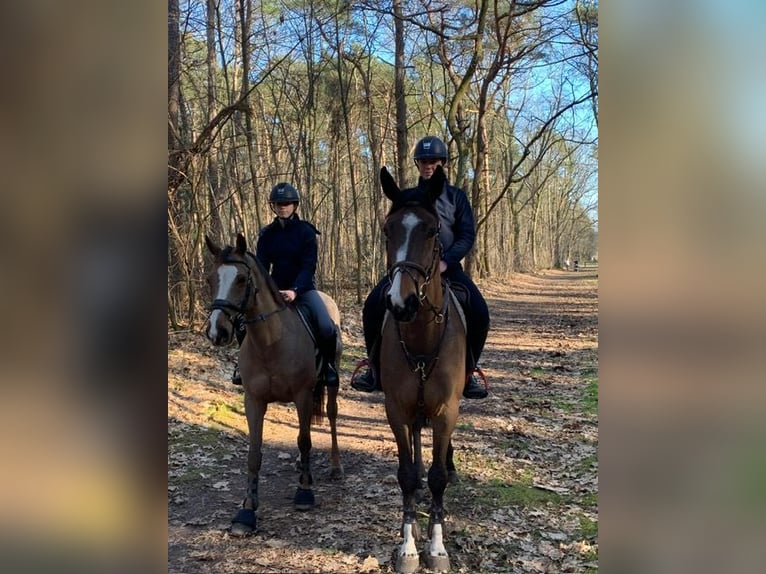 Belgian Riding Pony Mare 18 years  in Diepenbeek