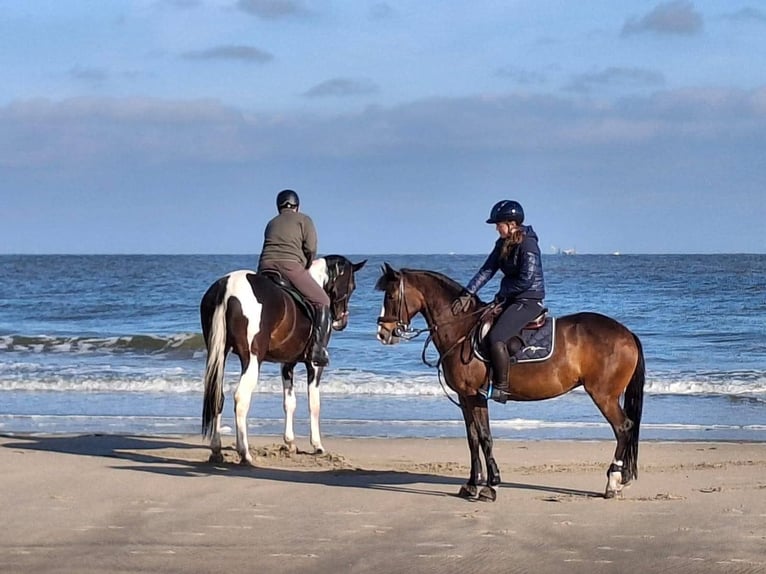 Belgian Riding Pony Mare 19 years 14.1 hh Bay-Dark in Kortrijk