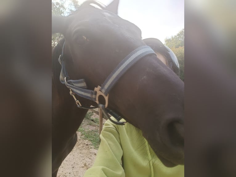 Belgian Riding Pony Mare 1 year Smoky-Black in H&#xFC;ckelhoven