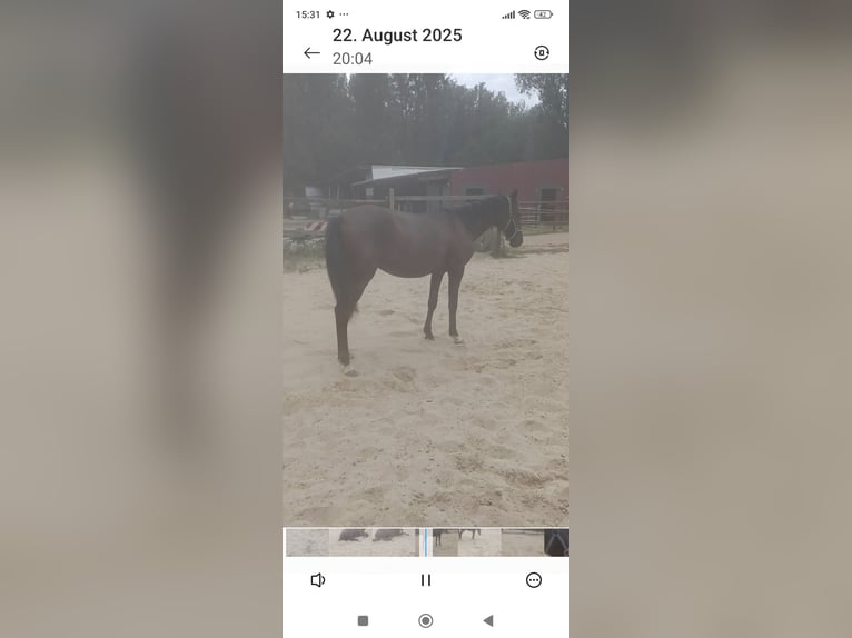 Belgian Riding Pony Mare 1 year Smoky-Black in H&#xFC;ckelhoven