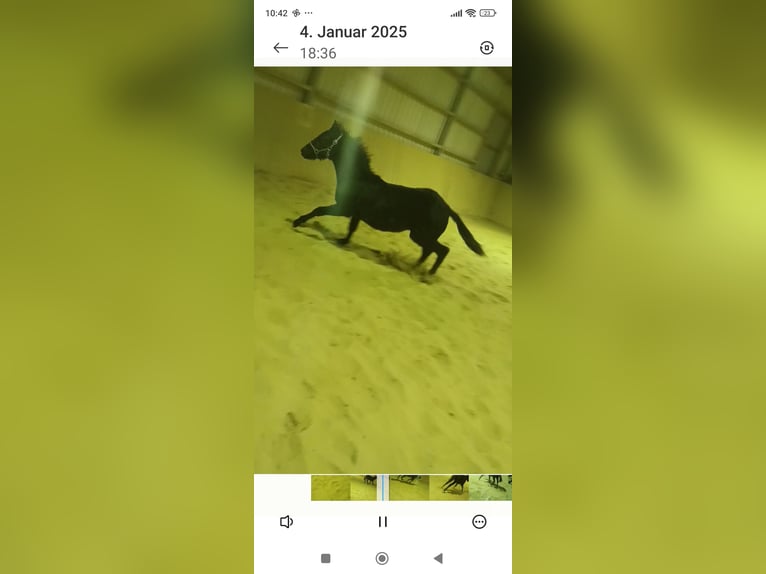 Belgian Riding Pony Mare 1 year Smoky-Black in H&#xFC;ckelhoven