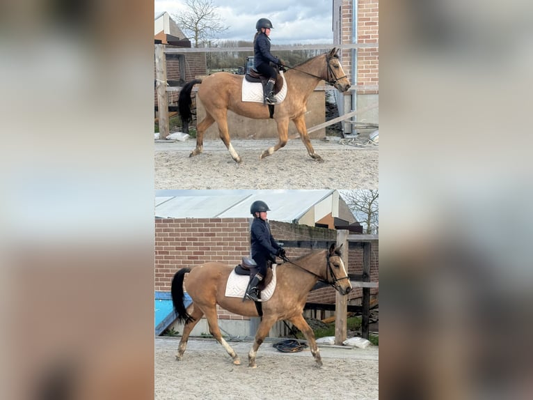 Belgian Riding Pony Mare 27 years 14.1 hh Champagne in Ruisbroek