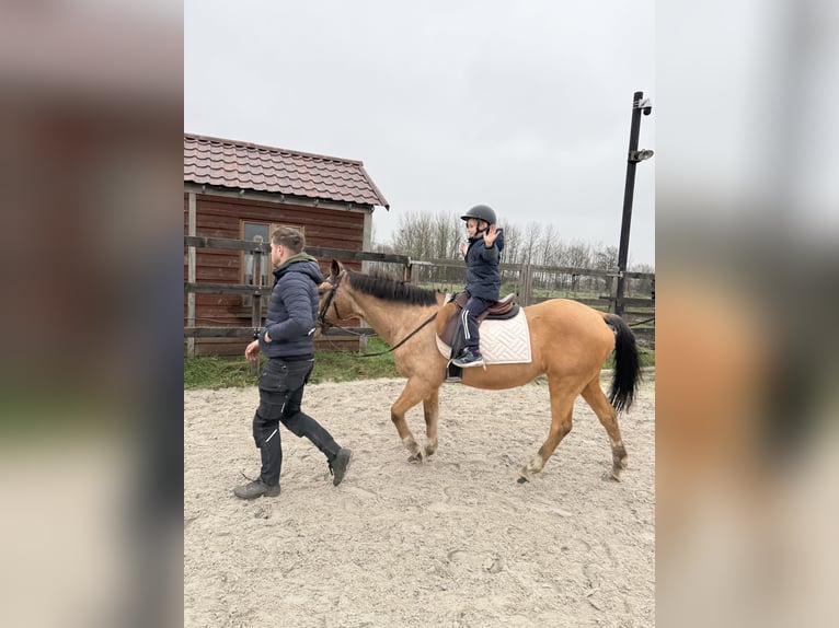 Belgian Riding Pony Mare 27 years 14.1 hh Champagne in Ruisbroek