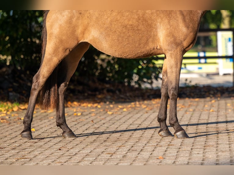 Belgian Riding Pony Mare 3 years 14.1 hh Grey-Red-Tan in Kaulille