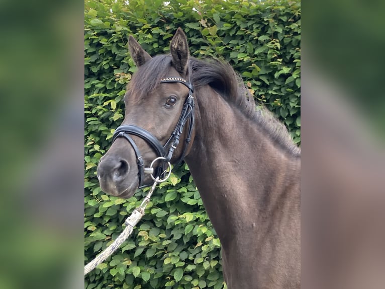 Belgian Riding Pony Mare 3 years 14 hh Chestnut in Alken