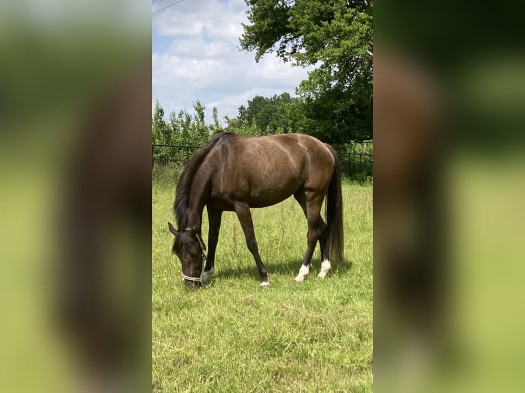 Belgian Riding Pony Mare 3 years 14 hh Chestnut in Alken