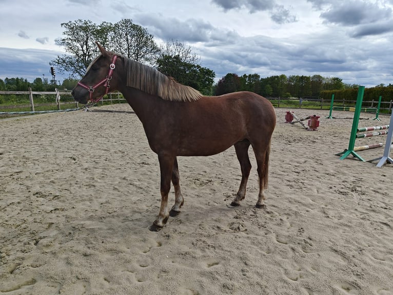 Belgian Riding Pony Mare 3 years 14 hh Palomino in Oppuurs