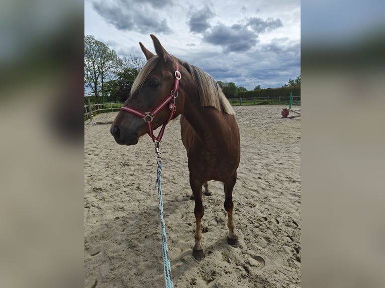 Belgian Riding Pony Mare 3 years 14 hh Palomino in Oppuurs