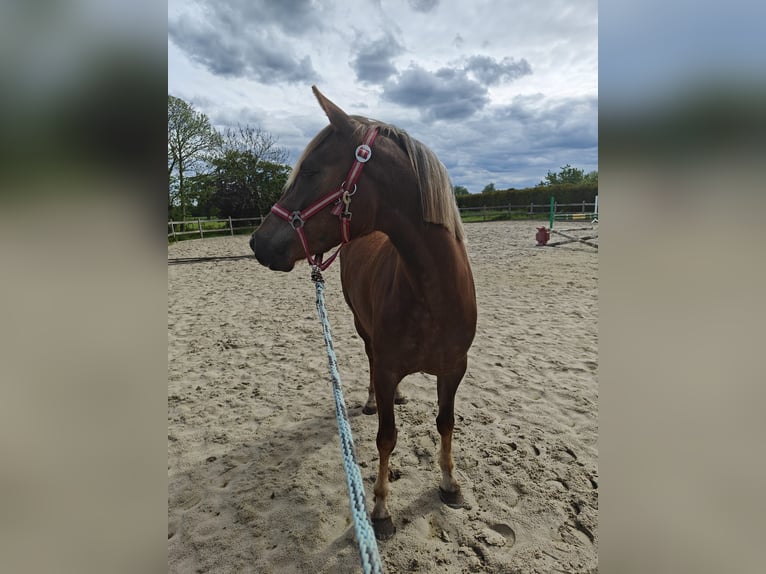 Belgian Riding Pony Mare 3 years 14 hh Palomino in Oppuurs