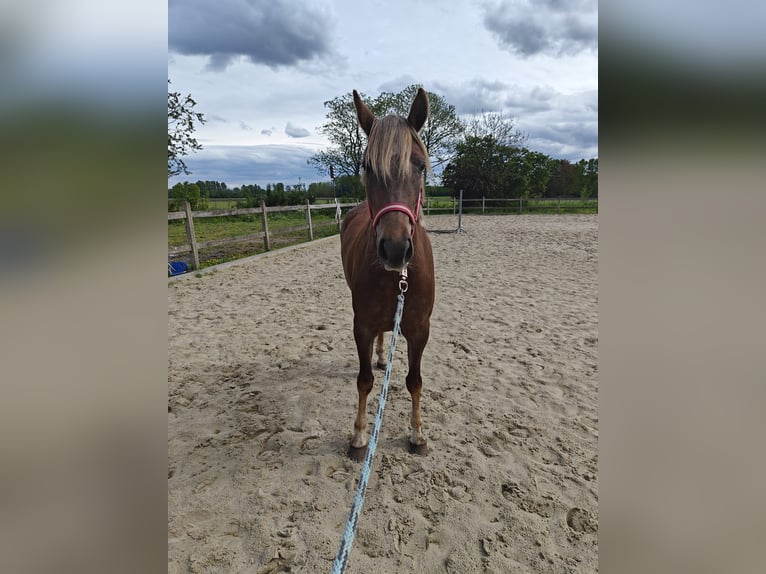 Belgian Riding Pony Mare 3 years 14 hh Palomino in Oppuurs