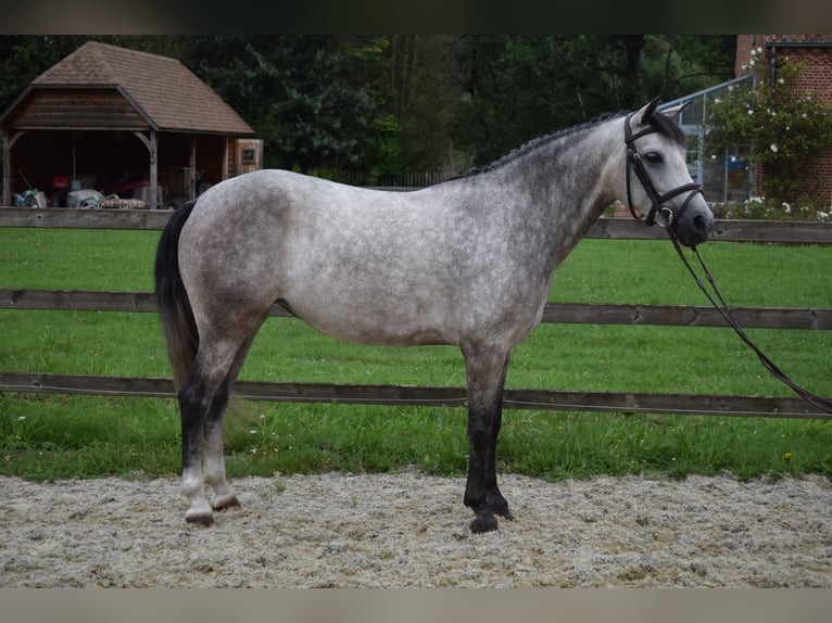 Belgian Riding Pony Mare 4 years 13,3 hh Gray in Baal